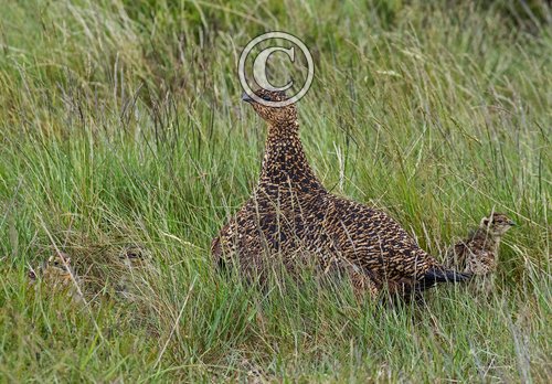   Grouse with Chicks DM2065
